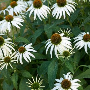 Echinacea purpurová (Echinacea Purpurea) ´ALBA´, kont. P9